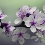 white and purple petal flower focus photography